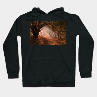 Autumn Light Hoodie